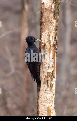 Ein schwarzer Spechte klopft auf einem trockenen Baumstamm auf der Suche nach Nahrung auf einem unscharfen Hintergrund Stockfoto