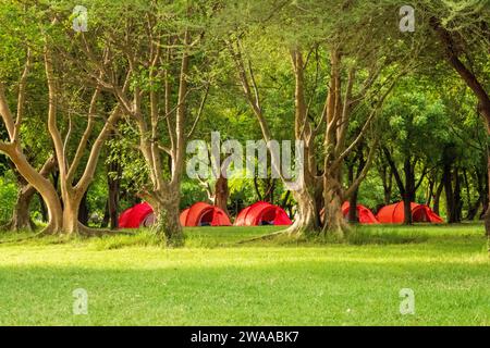 Campingzelte im Wald im Ngorongoro Conservation Area in Tansania Stockfoto