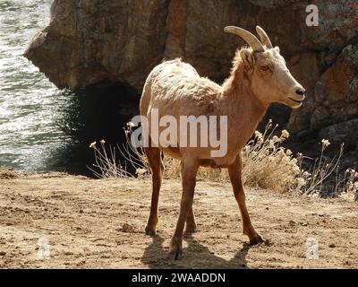 Felsige Dickhornschafe am südlichen platte River am Strontia Springs Damm am waterton Canyon Trail in littleton, colorado Stockfoto