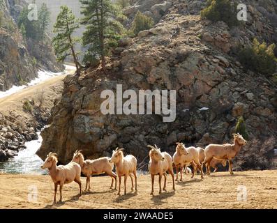 Eine Herde steiniger Dickhornschafe neben dem Staudamm der Strontia Springs auf dem waterton Canyon Trail in littleton, colorado Stockfoto