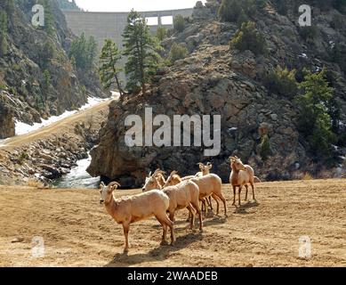 Eine Herde steiniger Dickhornschafe neben dem Staudamm der Strontia Springs auf dem waterton Canyon Trail in littleton, colorado Stockfoto