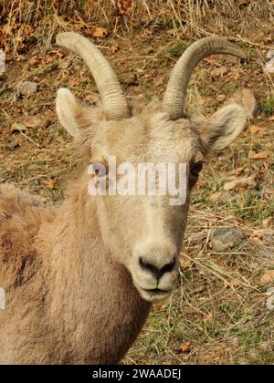 Nahaufnahme der neugierigen Dickhornschafe aus den felsigen Bergen entlang des waterton Canyon Trail in littleton, colorado Stockfoto