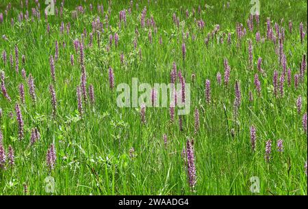 Hübsche lila gesäumte Wildblumen und grünes Gras auf einer Wiese entlang des Lake isabelle Gral in indian Peaks Wildnis, nahe brainard Lake, colorado Stockfoto