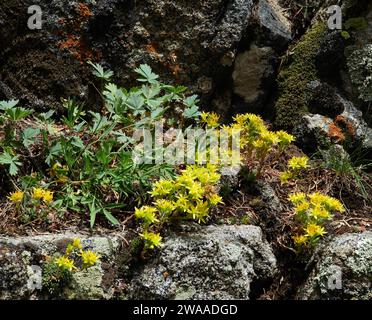 Gelbe Steinblumen neben Flechten bedeckten Felsen entlang des Lake isabelle Trail in indian Peaks Wildness Area, nahe brainard Lake, colorado Stockfoto