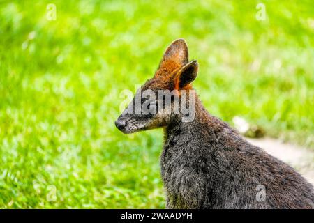 Porträt eines rothälsigen Wallabys auf einer grünen Wiese. Notamacropus rufogriseus. Bennetts Wallaby. Känguru. Stockfoto
