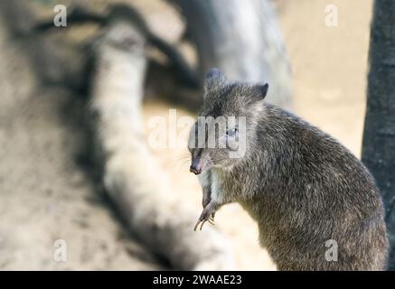 Bettong mit Bürstenschwanz. Tier in Nahaufnahme. Bettongia penicillata. Woylie. Stockfoto