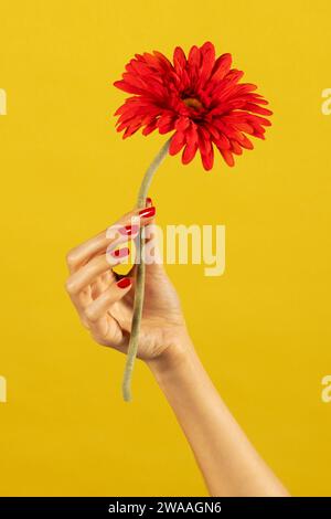 Beschneiden weibliche Hand, die aromatische Gerbera Gänseblümchenblume in der Hand mit schlanken rot bemalten Fingernägeln auf gelbem Hintergrund hält Stockfoto