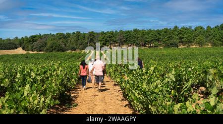 Panoramablick auf einen Weinberg in Ribera del Duero, Spanien, mit Menschen, die zwischen den Weinbergen spazieren gehen. Konzept des ländlichen Tourismus. Stockfoto