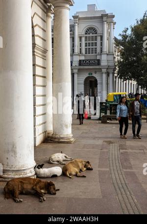 Hunde ruhen auf dem Connaught Place in Neu-Delhi aus. Stockfoto