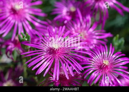 Delosperma cooperi, Hardy Ice Plant, Trailing Iceplant, rosa Teppich, saftig mit violett-rosa Blüten Stockfoto