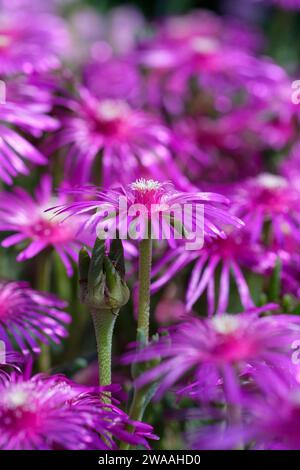 Delosperma cooperi, Hardy Ice Plant, Trailing Iceplant, rosa Teppich, saftig mit violett-rosa Blüten Stockfoto