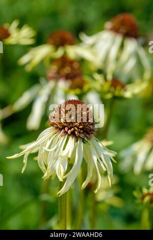 Echinacea Strawberry Shortcake, Coneflower Strawberry Shortcake, cremeweiße Blütenblätter umgeben einen grün geröteten, hellrosa Mittelkegel Stockfoto