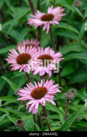 Echinacea purpurea Augustkönigin, Coneflower, Gänseblümchen-förmige Blüten mit großen, dunkel-bronzenen Zentren und vielen Blütenblättern. Stockfoto