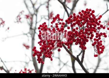 Ein buschiger Haufen roter Beeren auf einem blattlosen Baum hebt sich von einem bewölkten Winterhimmel ab. Stockfoto