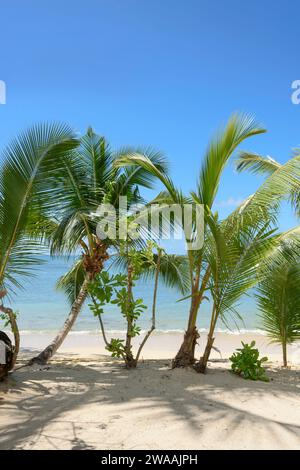 Strand Anse Cimitière. Praslin Island, Seychellen, Indischer Ozean Stockfoto