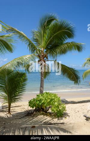 Strand Anse Cimitière. Praslin Island, Seychellen, Indischer Ozean Stockfoto