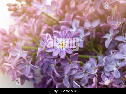 Nahaufnahme des doppelten Fliederblütenblattes. Stockfoto