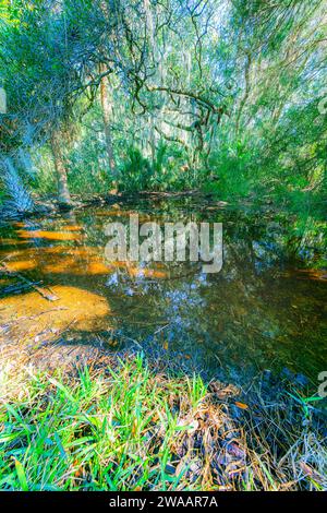 Dafuske Mangroves, South Carolina Stockfoto