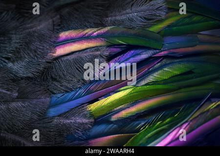 Nahaufnahme von glitzernden Federn des Paradiesvogels. Abstrakter Hintergrund mit schwarzem Flaum und farbenfrohem Gefieder. Exotische tropische Details. Stockfoto