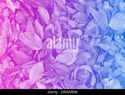 Kreativer Hintergrund mit Boden bedeckt mit herabfallenden Blättern. Rosa Blau, Gelassenheit. Foto für Hintergrund. Stockfoto
