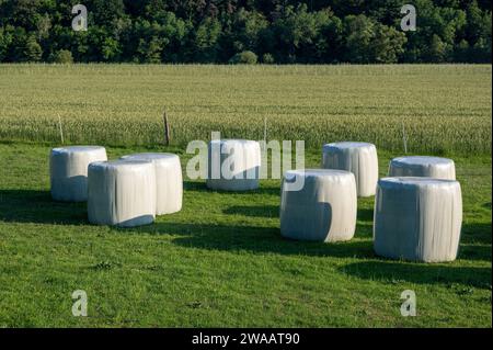 Silageballen auf einer grünen Wiese im Sonnenlicht Stockfoto