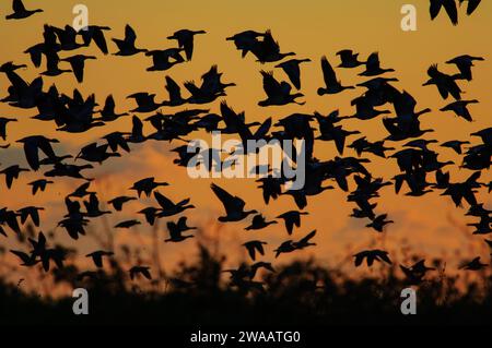 Barnacle Goose Branta leucopsis, Herde im Flug bei Sonnenuntergang, Schottland, Großbritannien, Oktober. Stockfoto