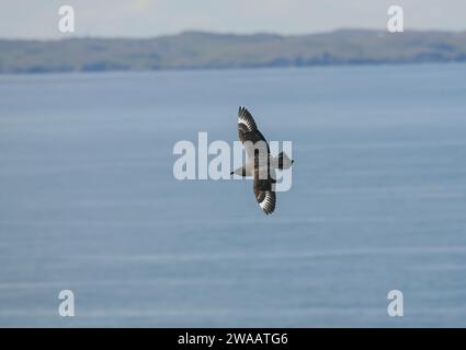 Great skua Stercorarius skua, im Flug über das Meer, Schottland, Großbritannien, Juni. Stockfoto