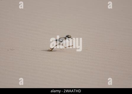 Gemeiner Ringpfeifer Charadrius hiaticula, Küken, die über den Sandstrand laufen, Schottland, Großbritannien, Juni. Stockfoto