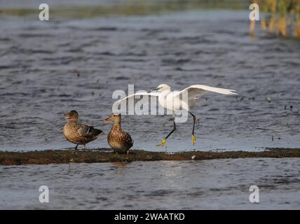 Der kleine Reiher Egretta Garzetta, der neben dem weiblichen Gadwall Anas strepera aussteigt, ruht in einem flachen Pool. Cleveland, England, Großbritannien, September. Stockfoto