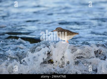 Rotschnecke Tringa totanus, hoch auf Felsen bei Flut mit einfallenden Wellen, Cleveland, England, Großbritannien, Dezember. Stockfoto