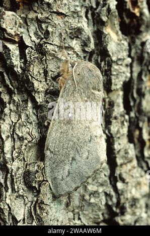 Kiefernlappet (Dendrolimus pini) ist eine Motte, die in Europa und Ostasien beheimatet ist. Erwachsene. Stockfoto