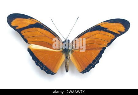 Julia-Schmetterling (Dryas iulia) ist ein Schmetterling aus Amerika, von den südlichen USA bis Brasilien. Dorsale Oberfläche. Stockfoto