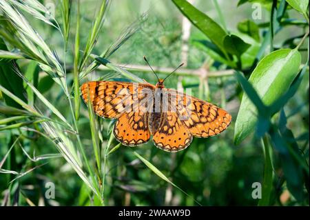 Der spanische Fritillär (Euphydryas desfontainii) ist ein Schmetterling, der in Spanien, Südfrankreich, Portugal und Marokko beheimatet ist. Dorsale Seite. Stockfoto