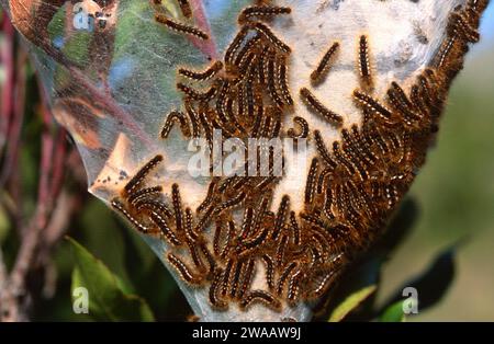 Die Braunschwanzmotte (Euproctis chrysorrhoe) ist eine Motte, die in Europa, Nordafrika und einem Teil Asiens beheimatet ist. Raupen. Stockfoto