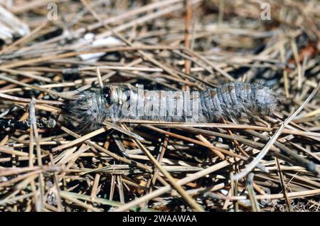 Lappet (Gastropacha quercifolia) ist eine in Eurasien heimische Motte. Caterpillar. Stockfoto
