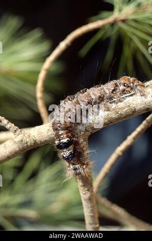 Lappet (Gastropacha quercifolia) ist eine in Eurasien heimische Motte. Caterpillar. Stockfoto