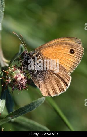 Die dunkelbraune Wiese (Hyponephele lycaon) ist ein Schmetterling, der in Europa beheimatet ist. Männlich. Stockfoto
