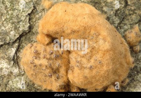 Europäische Zigeunermotte (Lymantria dispar dispar) ist eine in Europa und Westasien beheimatet Motte. Eier. Stockfoto