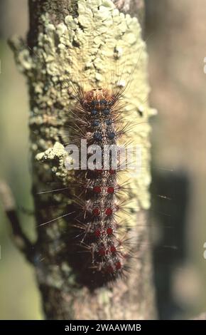 Europäische Zigeunermotte (Lymantria dispar dispar) ist eine in Europa und Westasien beheimatet Motte. Ist eine invasive Spezies. Caterpillar. Stockfoto