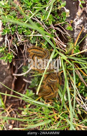 Bodenlackey (Malacosoma castrense oder Malacosoma castrensis) ist eine in Europa heimische Motte. Raupen. Stockfoto