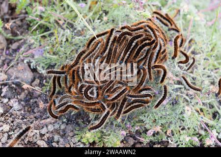 Bodenlackey (Malacosoma castrense oder Malacosoma castrensis) ist eine in Europa heimische Motte. Raupen. Stockfoto