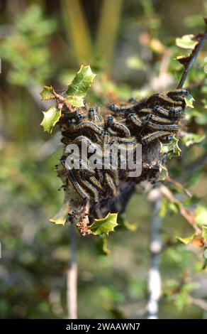 Lakaienmotte (Malacosoma neustria) ist eine in Eurasien und Nordafrika heimische Motte. Raupen. Stockfoto