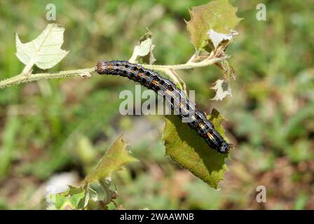 Lakaienmotte (Malacosoma neustria) ist eine in Eurasien und Nordafrika heimische Motte. Raupen. Stockfoto