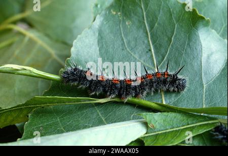 Camberwell Beauty oder Trauermantel (Nymphalis antiopa) ist ein Schmetterling aus Eurasien und Nordamerika. Caterpillar. Stockfoto