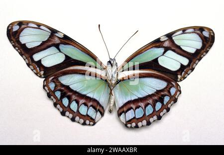 Seltene Bambusseite (Philaethria dido) ist ein Schmetterling, der im tropischen Amerika beheimatet ist. Erwachsene, ventrale Seite. Stockfoto