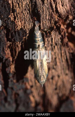 Der Kohlschmetterling oder große Weiße (Pieris brassicae) ist ein Schmetterling, der in Eurasien und Nordafrika beheimatet ist. Chrysalis wird sich öffnen. Stockfoto