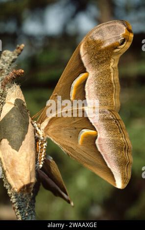 Ailanthus silkmoth (Samia cynthia) stammt aus China und Korea. Erwachsene gerade aus der Puppe. Stockfoto