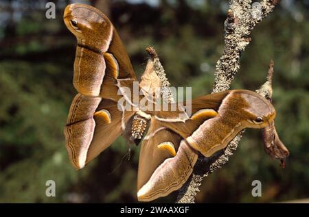 Ailanthus silkmoth (Samia cynthia) stammt aus China und Korea. Erwachsene gerade aus der Puppe. Stockfoto