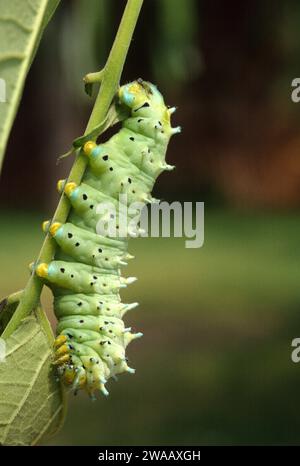 Ailanthus silkmoth (Samia cynthia) stammt aus China und Korea. Caterpillar auf einer Futterpflanze (Ailanthus altissima). Stockfoto