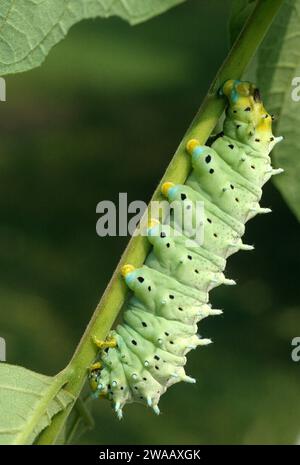 Ailanthus silkmoth (Samia cynthia) stammt aus China und Korea. Caterpillar auf einer Futterpflanze (Ailanthus altissima). Stockfoto